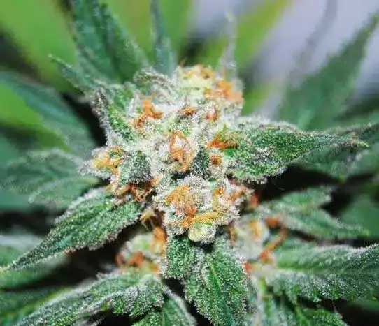 Santa Maria Feminized Marijuana Seeds | Santa Maria Strain | The Seed Fair