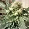 Strawberry Fields Feminized Marijuana Seeds | Strawberry Fields Strain | The Seed Fair