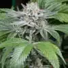 Sweet Deep Grapefruit Feminized Marijuana Seeds | Sweet Deep Strain | The Seed Fair