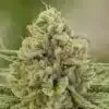 X-Wing Feminized Marijuana Seeds | X-Wing Feminized Strain | The Seed Fair