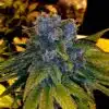 XXX OG Feminized Marijuana Seeds | XXX OG Strain | The Seed Fair
