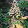 Yoda OG Feminized Marijuana Seeds | Yoda OG Strain | The Seed Fair