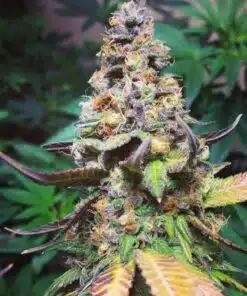 Yoda OG Feminized Marijuana Seeds | Yoda OG Strain | The Seed Fair