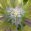 8 Ball Kush Feminized Cannabis Seeds | 8 Ball Kush Strain | The Seed Fair
