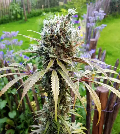 AMG - Amnesia Mac Ganja Feminized Cannabis Seeds | The Seed Fair