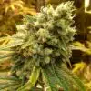 BCN Diesel CBD Feminized Marijuana Seeds | BCN Diesel Strain | The Seed Fair