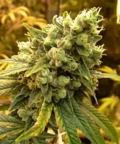 BCN Diesel CBD Feminized Marijuana Seeds | BCN Diesel Strain | The Seed Fair