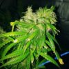 Botafumeiros Feminized Cannabis Seeds | The Seed Fair