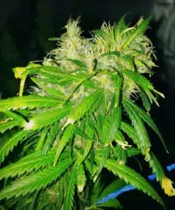 Botafumeiros Feminized Cannabis Seeds | The Seed Fair
