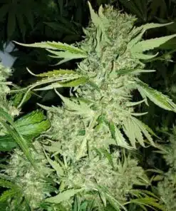 Brazil Amazonia Feminized Cannabis Seeds | Brazil Amazonia | The Seed Fair