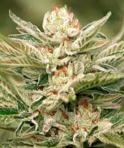 Chrystal Feminized Cannabis Seeds | Chrystal Feminized Strain | The Seed Fair