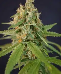 Chupacabra Autoflowering Feminized Marijuana Seeds | Chupacabra | The Seed Fair