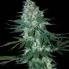 El Alquimista Feminized Cannabis Seeds | EI AIquimista Strain | The Seed Fair