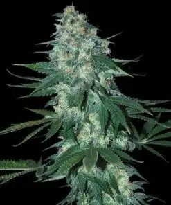 El Alquimista Feminized Cannabis Seeds | EI AIquimista Strain | The Seed Fair
