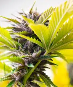 Kryptonite AutoFlowering Marijuana Seeds | Kryptonite Autoflowering Strain | The Seed Fair