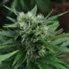 U2 Kush Autoflowering Marijuana Seeds | U2 Kush Strain | The Seed Fair
