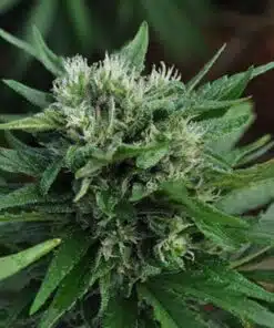U2 Kush Autoflowering Marijuana Seeds | U2 Kush Strain | The Seed Fair