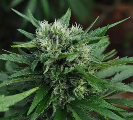 U2 Kush Autoflowering Marijuana Seeds | U2 Kush Strain | The Seed Fair