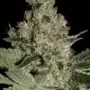 Acid Feminized Cannabis Seeds | Acid Feminized Strain | The Seed Fair