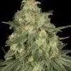 ALLKUSH Formerly Sheherazade Feminized Cannabis Seeds | The Seed Fair