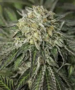 Amherst Sour Diesel Feminized Cannabis Seeds | The Seed Fair