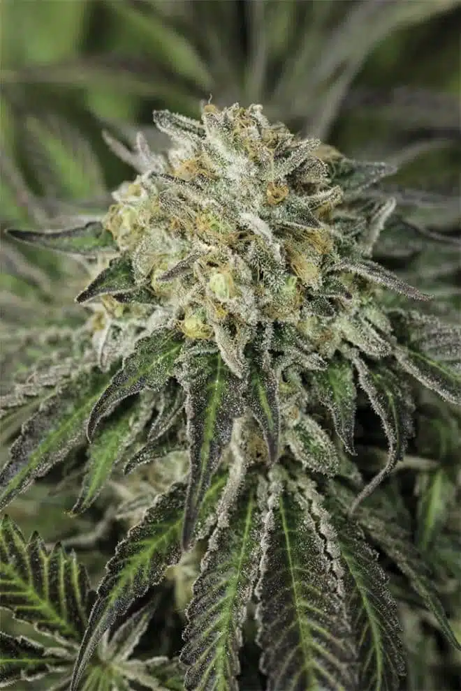 Amherst Sour Diesel Feminized Cannabis Seeds | The Seed Fair