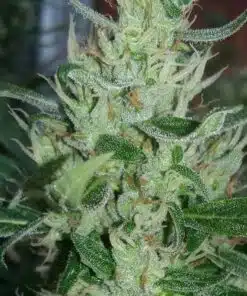 Amnesia Mistery Feminized Cannabis Seeds | Amnesia Mistery | The Seed Fair