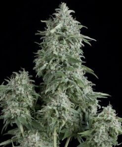 Anubis Feminized Cannabis Seeds | Anubus Feminized Strain | The Seed Fair