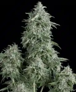 Anubis Feminized Cannabis Seeds | Anubus Feminized Strain | The Seed Fair