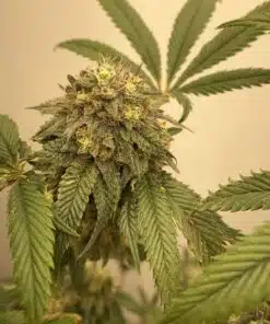 Baklava Feminized Cannabis Seeds | Baklava Feminized Strain | The Seed Fair