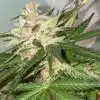 Banana Loaf Feminized Cannabis Seeds | Banana Loaf Strain | The Seed Fair