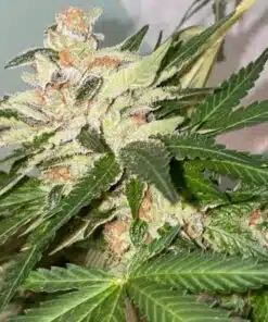 Banana Loaf Feminized Cannabis Seeds | Banana Loaf Strain | The Seed Fair