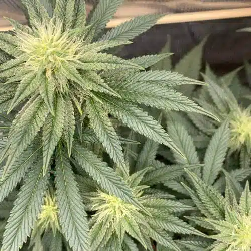 Banger Glue Feminized Cannabis Seeds | Banger Glue Strain | The Seed Fair