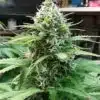 BC Pinewarp Feminized Cannabis Seeds | BC Pinewarp Strain | The Seed Fair