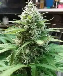 BC Pinewarp Feminized Cannabis Seeds | BC Pinewarp Strain | The Seed Fair