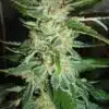 Bella Donna Feminized Cannabis Seeds | Bella Donna Strain | The Seed Fair