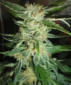 Bella Donna Feminized Cannabis Seeds | Bella Donna Strain | The Seed Fair