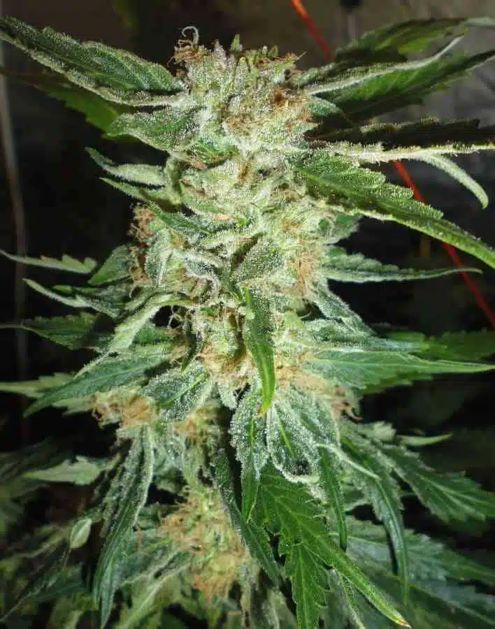 Bella Donna Feminized Cannabis Seeds | Bella Donna Strain | The Seed Fair