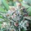 Bellini Feminized Cannabis Seeds | Bellini Feminized Strain | The Seed Fair
