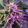 Berry Bomb Feminized Cannabis Seeds | Berry Bomb Strain | The Seed Fair