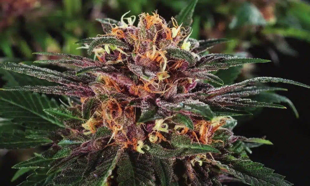 Blood Orange Sorbet Feminized Cannabis Seeds | Blood Orange | The Seed Fair