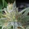 Bloo’s Kloos Autoflowering Feminized Marijuana Seeds | Bloo's Kloos | The Seed Fair