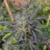 Blue Blood Autoflowering Feminized Marijuana Seeds | Blue Blood Strain | The Seed Fair