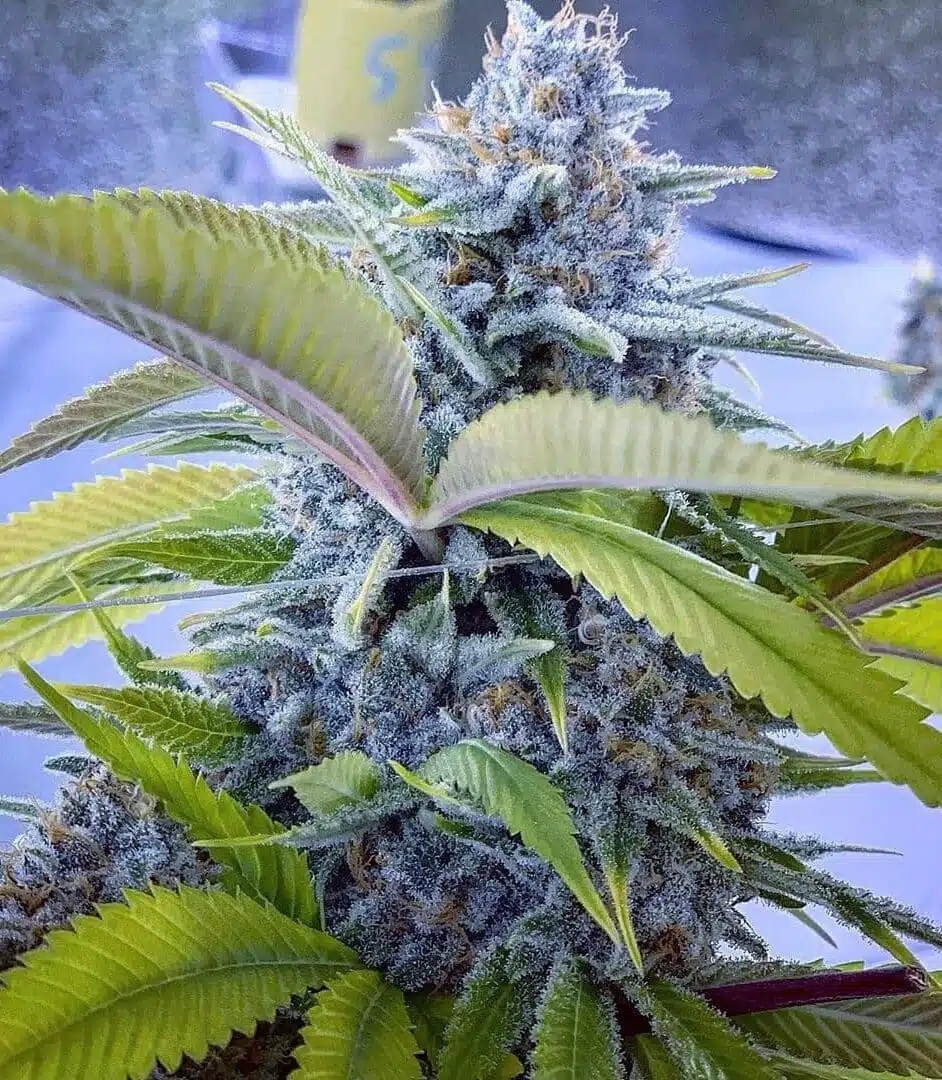 Blue Hash Feminized Cannabis Seeds | Blue Hash Strain | The Seed Fair