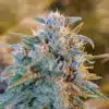 Blue Jay Way Autoflowering Feminized Marijuana Seeds | Blue Jay Way | The Seed Fair