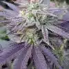 Blue Ox Autoflowering Feminized Marijuana Seeds | Blue Ox Strain | The Seed Fair