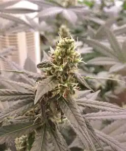 Blue Venom Feminized Cannabis Seeds | Blue Venom Strain | The Seed Fair