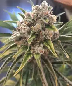 Blueberry OG Limited Edition Feminized Cannabis Seeds | The Seed Fair