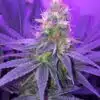 Blueberry Space Cake Autoflowering Feminized Marijuana Seeds | The Seed Fair