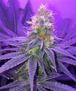 Blueberry Space Cake Autoflowering Feminized Marijuana Seeds | The Seed Fair